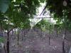 la-vigna